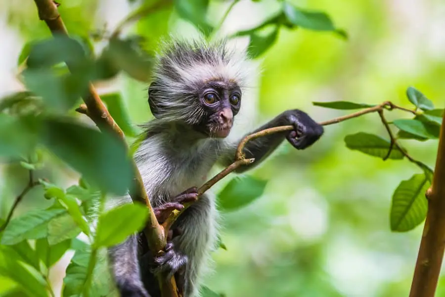 baby-red-colobus-monkey